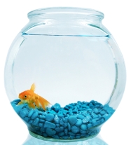 image of a goldfish in a bowl