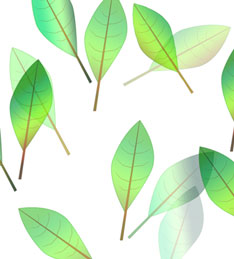 leaves