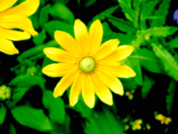 yellow flower