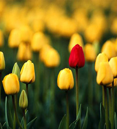 photo of tulips